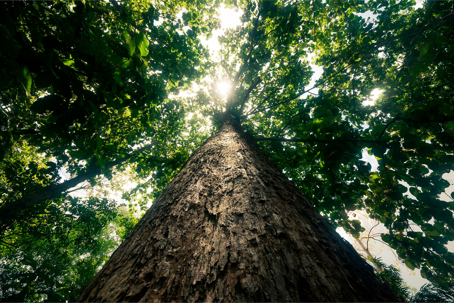 Oak-Tree